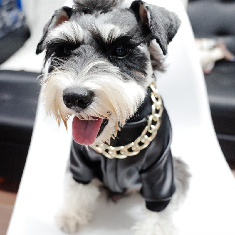 Dog wearing a black pet leather jacket and a gold chain