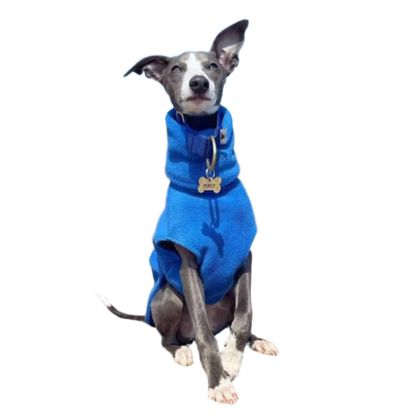 Dog wearing blue vest