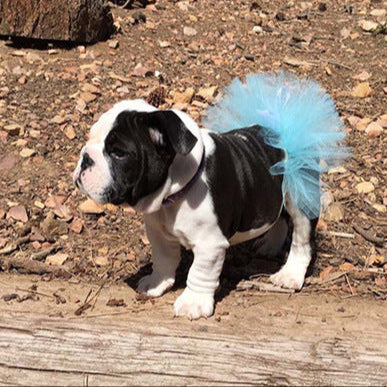 Pet Tutu Skirt Blue
