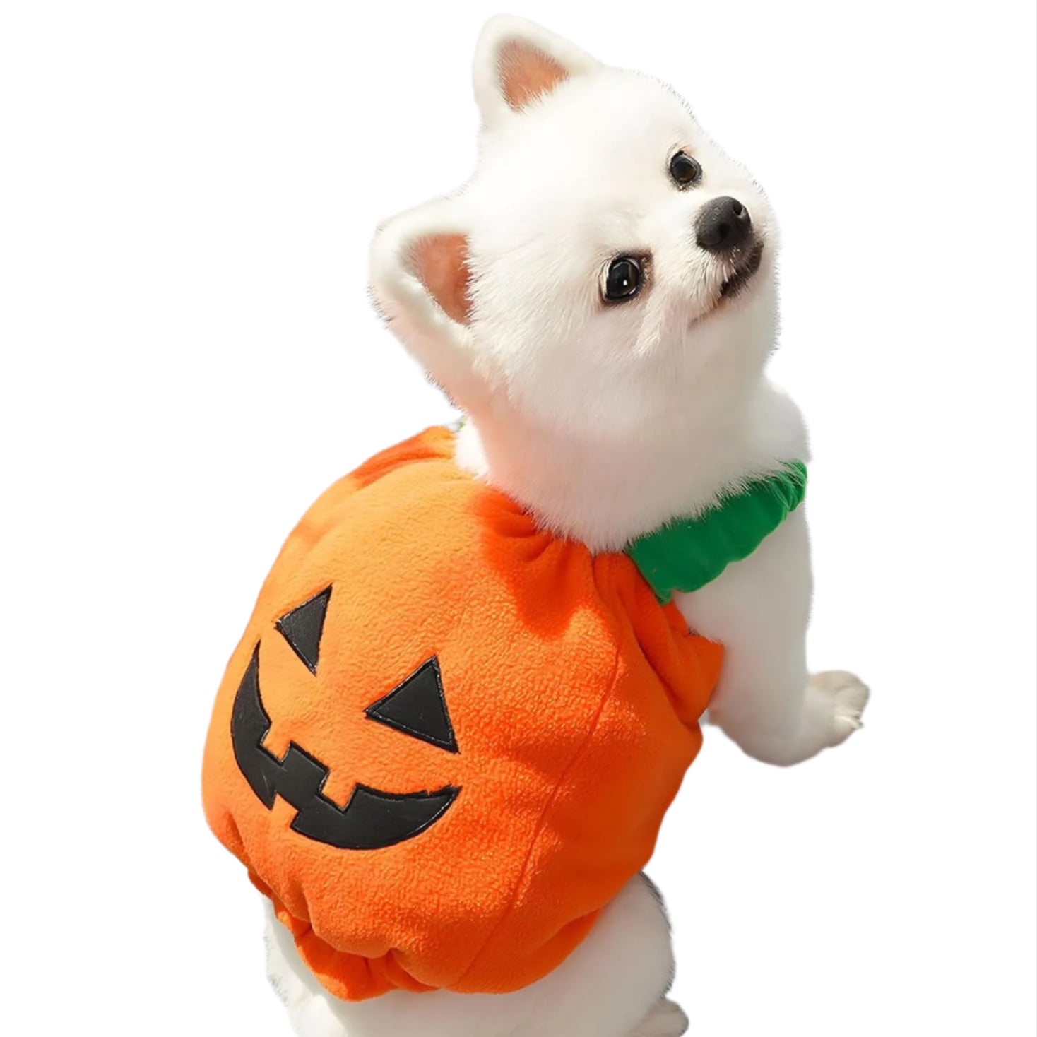 Funny Pet Costume Pumpkin