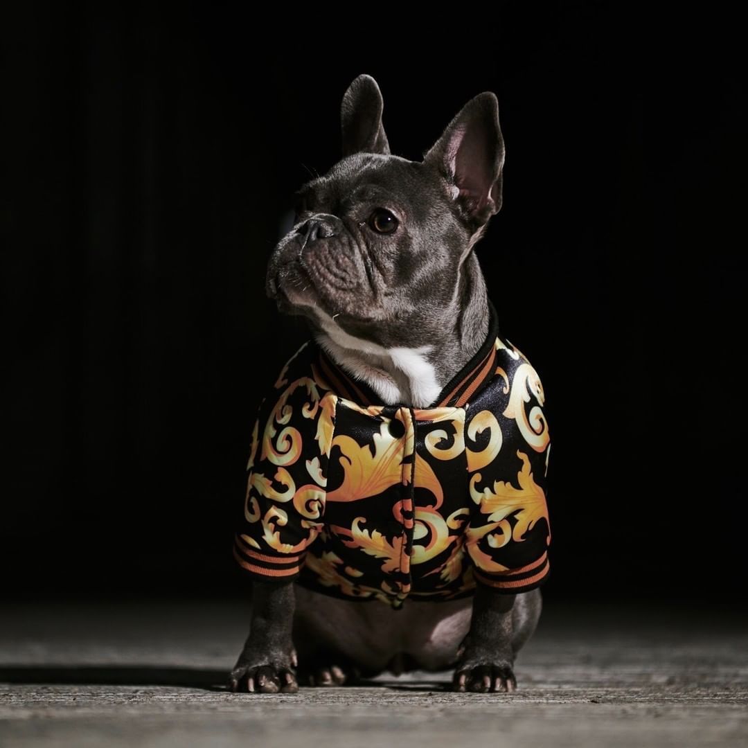 Pet Fancy Jacket