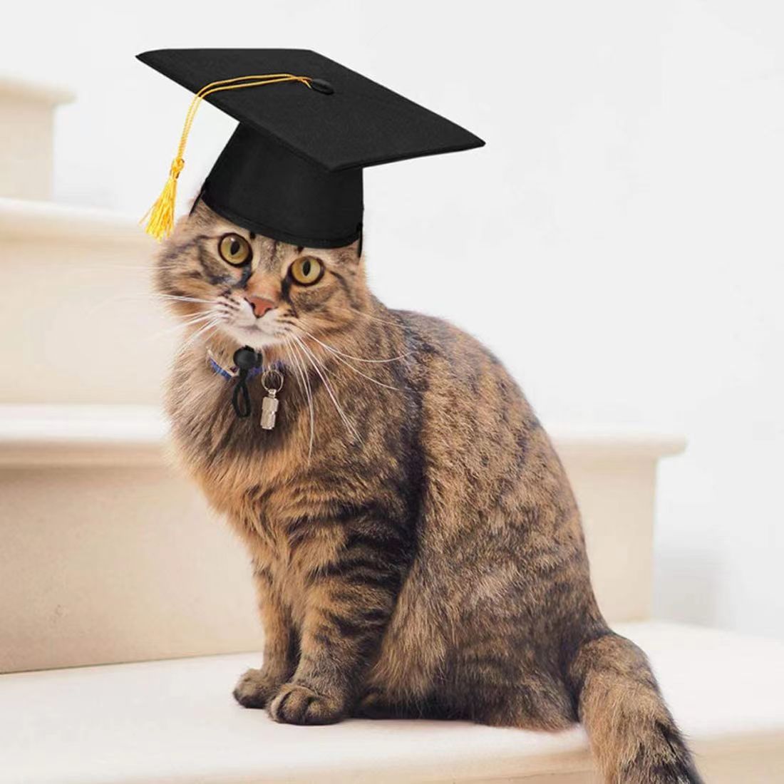 Funny Pet Headwear Graduation Cap