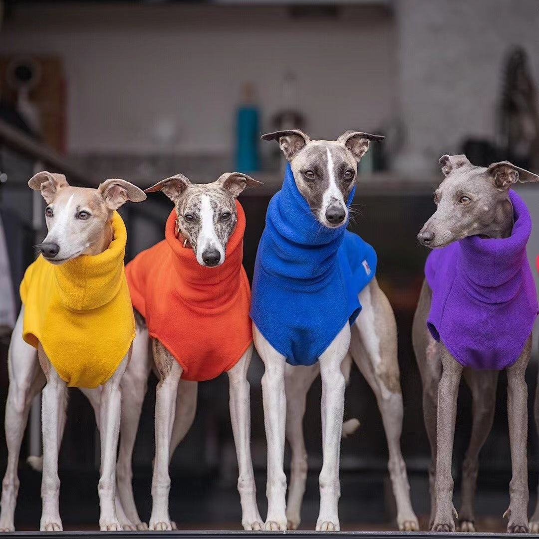 Dogs wearing vest in colors yellow, orange, blue and purple.