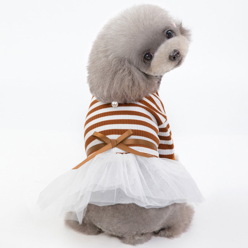 Small dog wearing a brown striped brown dress on a white background