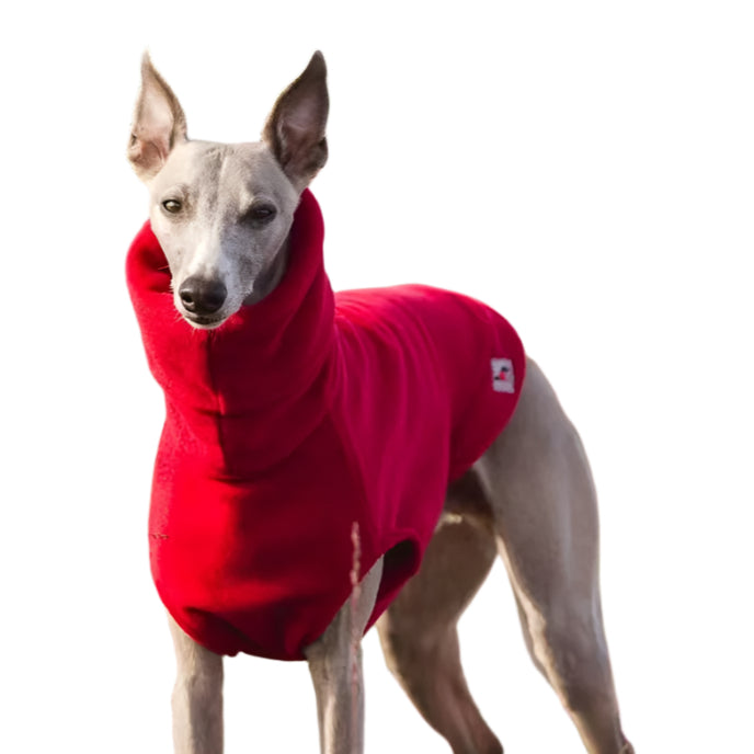 Dog wearing red vest