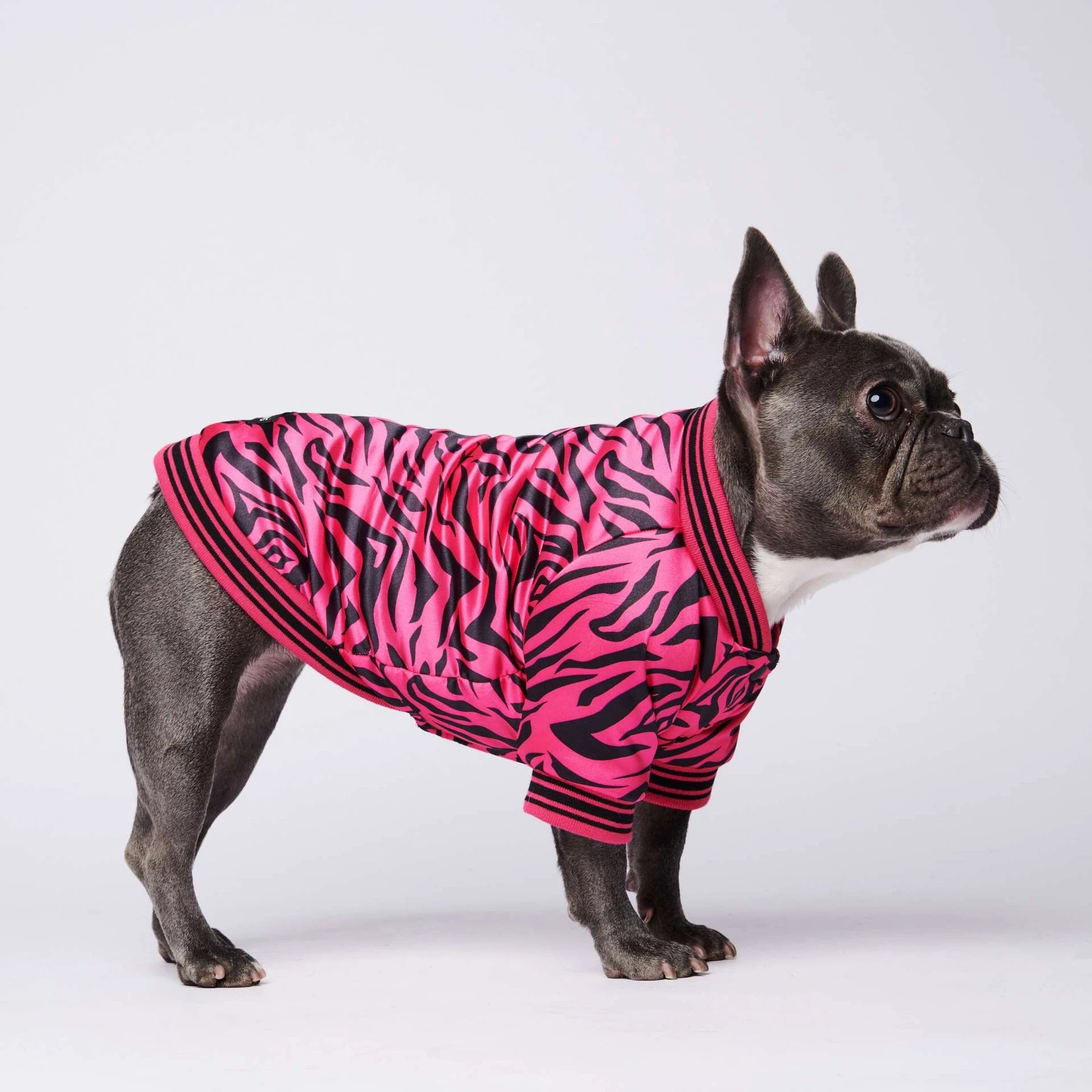 Pet Fancy Jacket Zebra Pink