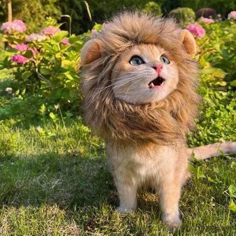 Funny Pet Headwear Lion Mane Brown