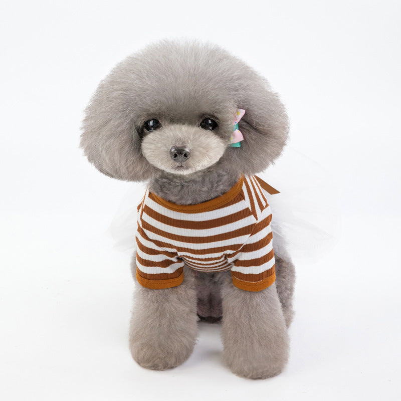 Small dog wearing a brown striped dress on a white background