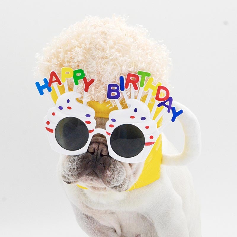 Funny Pet Headwear Beer Happy Birthday