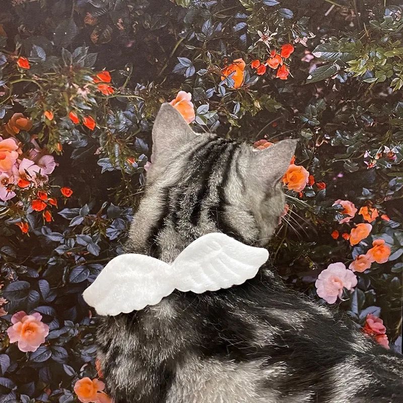 Pet Collar Angel Wings White