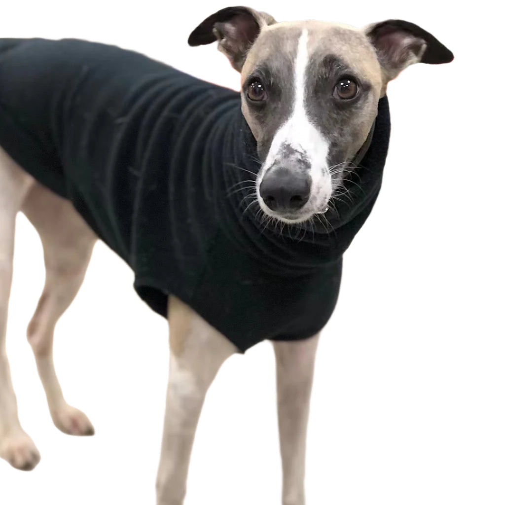 Dog wearing black vest